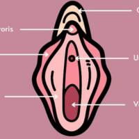 Labiaplasty<br><br>